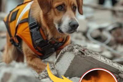 Heroic Dog Saves Over 30 Lives in Fiery Tragedy, Only to Meet a Heartbreaking End in Devastating Cylinder Blast – A Story of Unmatched Bravery and Sacrifice!