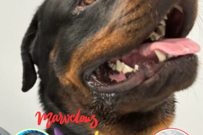 Unbelievable Survival Story: Zeus the Dog Defies the Odds After Being Thrown Four Blocks by a Ferocious Tornado – A Miracle of Strength and Resilience!