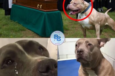 DOG BARKS AT THE COFFIN DURING FUNERAL WHEN A MAN ASKS WHY THE PRIEST GETS NERVOUS AND…