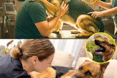 German Shepherd Gives Owner ONE FINAL Hug Before Being Put Down — Then a Miracle Happens
