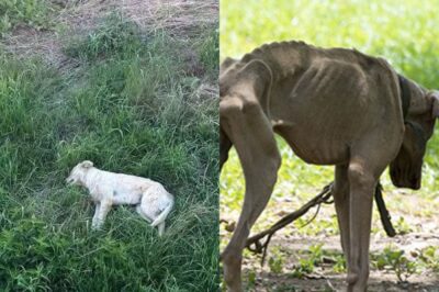 Abandoned Puppy Discovered Shivering Beside Road Ignites Family’s Compassion: Heartbreaking Scene Unfolds as Helpless Dog, Alone and Starving, Finds Salvation Thanks to Kindhearted Strangers Who Make a Stunning, Life-Changing Decision—You Won’t Believe the Miraculous Transformation That Follows When Love and Humanity Win Against All Odds in the Most Unexpected Way!