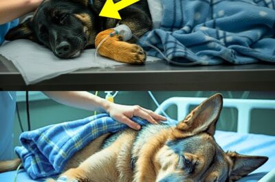 Frozen German Shepherd Returns to Life Days Later and Something Amazing Will Make You Cry