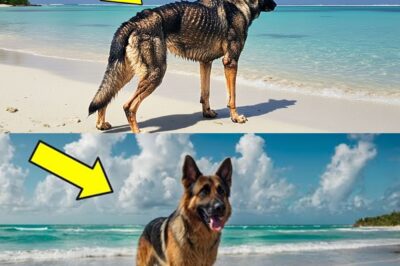 Man on Cruise Finds German Shepherd on Deserted Island and Rescues Him — What Happens Next Shocks