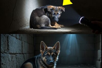 German Shepherd Locked in Darkness Since 1 Month Old — His Reaction to Light Broke My Heart