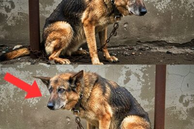 Elderly German Shepherd Who Slept Outdoors for Three Years Is Rescued Then Something Amazing Happens