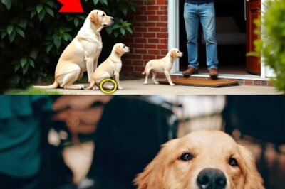 A Starving Dog Mom Led Her Puppies to a Stranger’s Yard—You Won’t Believe What Happened Next!
