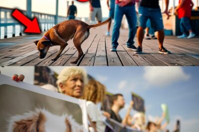 Tourists Regret Harassing Stray Dog When They Find Out Who’s Behind It!