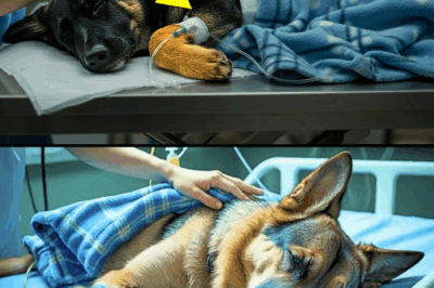 Frozen German Shepherd Returns to Life Days Later and Something Amazing Will Make You Cry