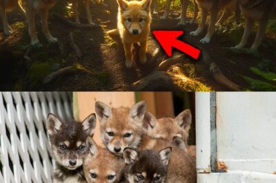 Coyotes Surround Puppy – But Then This Happens!