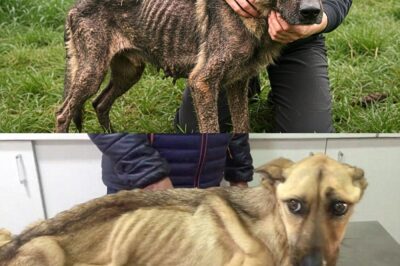 A Rescued German Shepherd Was Adopted, and That’s When Something Incredible Happened