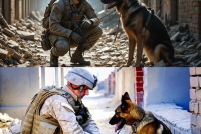 A Soldier Found His Military K9 Partner Left for Dead—What He Did Next Shocked the Entire Base!