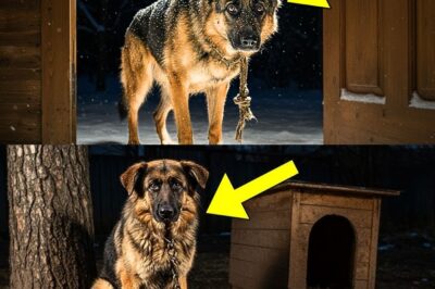 An Abandoned German Shepherd Enters a Stranger’s House in the Middle of the Night Then This Happened