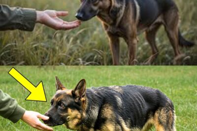 A Couple Spends a Year Trying to Rescue an Abandoned German Shepherd… Then This Happens