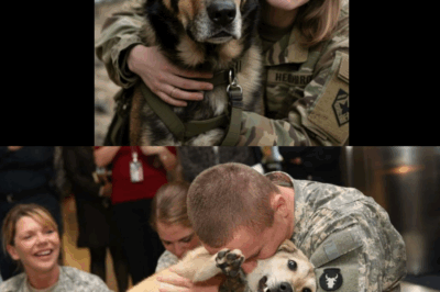 She Adopted an Old Dog No One Wanted —Then Discovered His Incredible Secret |Heartwarming True Story
