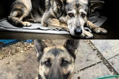 17-year-old German Shepherd was left in a shelter to die—until an elderly woman changed it all