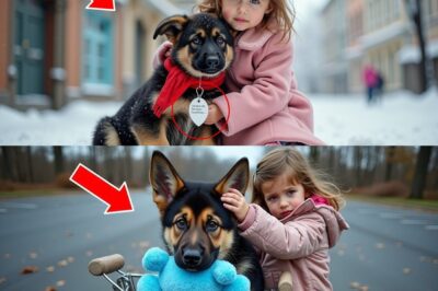 German Shepherd Was Left on Little Girl’s Doorstep With a Note…What It Said Left Everyone in Tears !