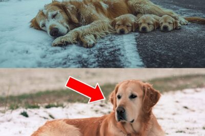 ❄️ Stranded in the Snow with 4 Puppies, She Pleads for Mercy… 🐾