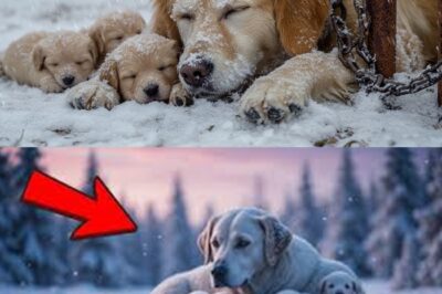Frozen in the Snow: A Mother Dog’s Desperate Battle to Save Her Puppies!