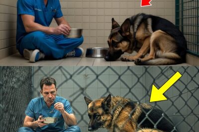 Vet Eats in Rescue German Shepherd’s Cage to Make Him Feel Safe What He Did After Shocked Everyone