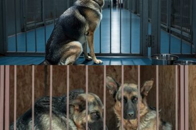 A German Shepherd waited 10 years at the shelter for his family — until one day, a miracle happened