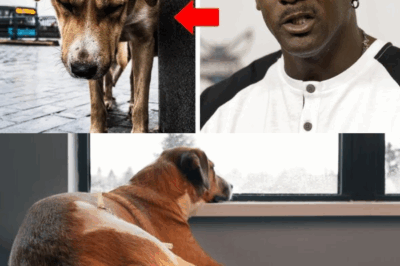In an unexpected display of compassion, basketball legend Michael Jordan witnessed a dog being mistreated and took action that left everyone surprised and inspired. Known for his fierce competitiveness on the court, Jordan showed a different side of his character when confronted with cruelty towards an innocent animal. This heartwarming tale reveals how he stepped in to protect the defenseless creature, demonstrating that true greatness extends beyond sports achievements. Discover the full story of how Jordan’s intervention not only saved the dog but also sparked a conversation about kindness and responsibility, proving that empathy can create ripples of change in the world.