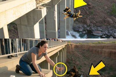 German Shepherd Puppy’s Terrifying Bridge Fall Ends With an Incredible Rescue Moment
