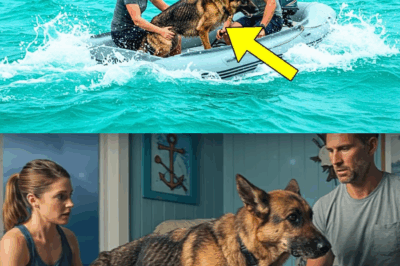 German Shepherd Found on Remote Island Near Key West Is Rescued and Brought Home—Then a Shock Hits