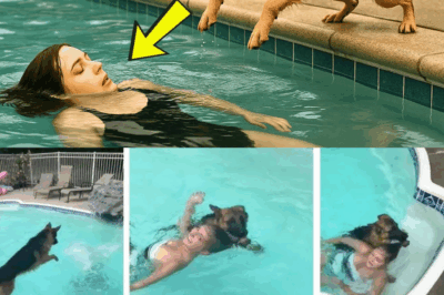 He Saved a Soaked Stray Dog on a Rainy Sidewalk — Then It Jumped Into the Pool to Save His Wife