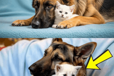 Dog Keeps Hugging Crying Kitten, When The Vet Realizes Why He Bursts Into Tears!