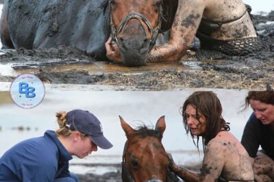For 3 hours woman stays with trapped horse – then a farmer does everything he can to save its life