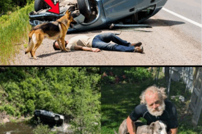 Cachorro Aparece Diariamente com uma Folha na Boca – Quando Descobriram o Motivo, Foi de Arrepiar!!