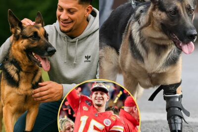 ‘This little buddy risk everything for us, this is the least I could do,’ says NFL superstar Patrick Mahomes after sh0cking fans with a massive donation that gave injured police dogs robotic legs. One brave K9 now can chase down criminals again thanks to the Chiefs QB’s unbelievable act of kindness that’s melting hearts and sparking tears across the nation. Find out how Mahomes became a hero not just on the field, but to the four-legged warriors who protect us all!