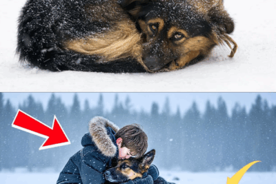 A Kind-Hearted Boy Saved a Stray Dog in Snowstorm — What Happened Next Will Break Your Heart