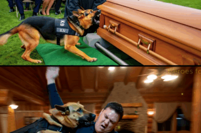 A Funeral, A Bark, And A Secret: Unraveling The Shocking Truth Behind A K9’s Desperate Cry And The Conspiracy It Uncovered. What if the most loyal companion you had was the only one who could see through the biggest lie? This gripping tale reveals how one dog’s desperate plea at his partner’s coffin ignited a nationwide investigation that exposed corruption at the highest levels. Prepare to have your perception of loyalty and justice challenged as we delve into the untold story of Ranger, the K9 who refused to let the truth stay buried.|CHON