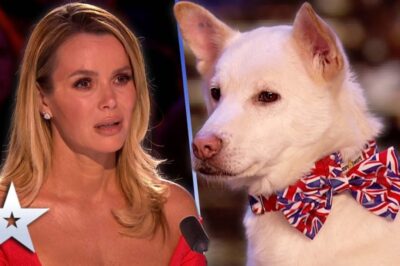 Judges Cry Over Emotional MOVING dog act proves MIRACLES do happen!