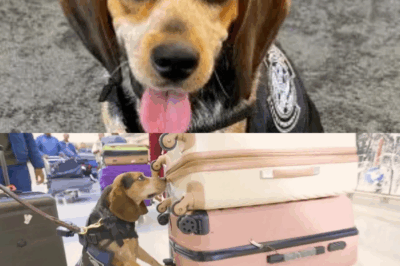 Egyptian Man’s Violent Outburst at Dulles Airport Leads to His Deportation After Kicking Freddie the Beagle, the Hero Canine Smuggler-Sniffer: A Shocking Case of Smuggling and Animal Cruelty